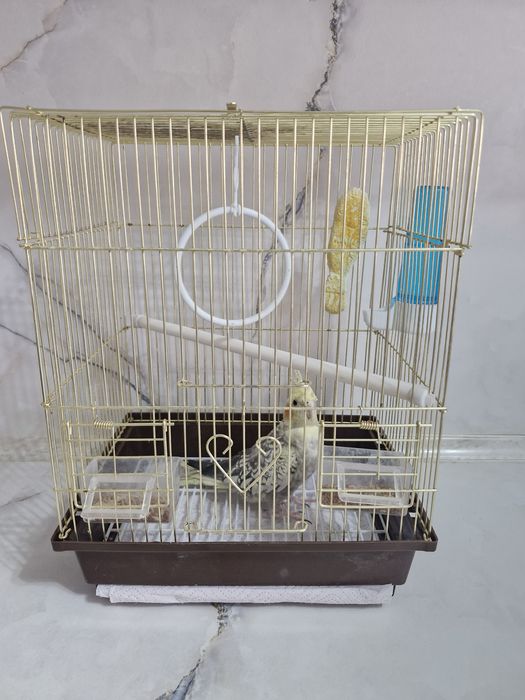 Продаётся попугай корелла с комплектом для содержания