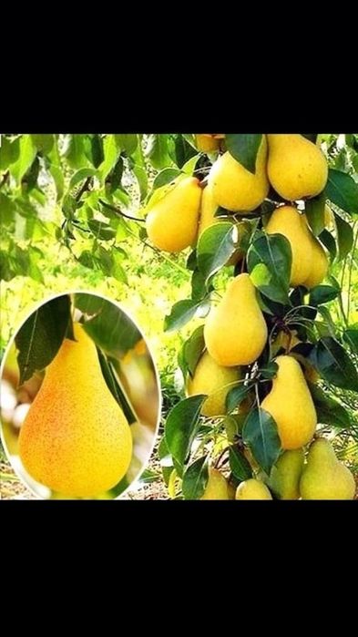 Pomi fructiferi columnari