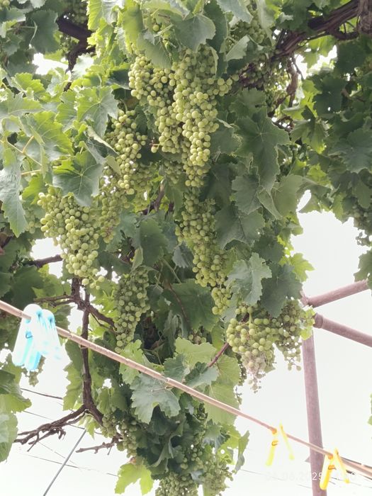 Продаётся дачный участок в обществе ВОСХОД в у