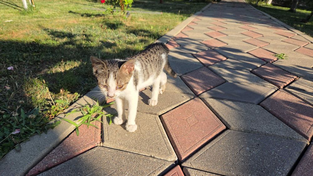 Spre adopție: 2 pui de pisică adorabili (~2 luni)