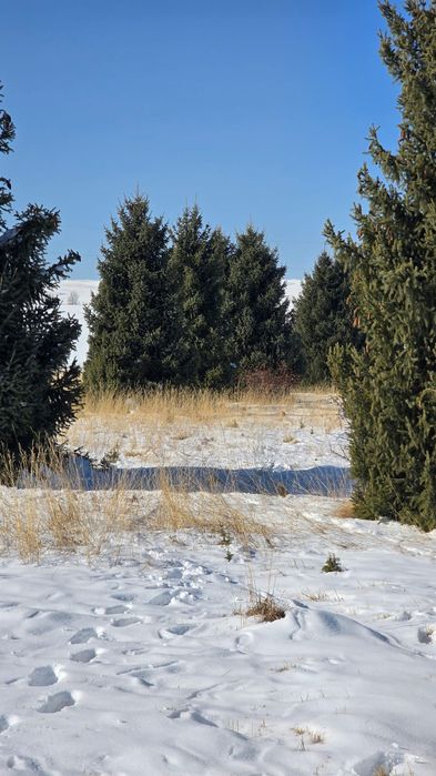 Ёлки таньшаньские 12м