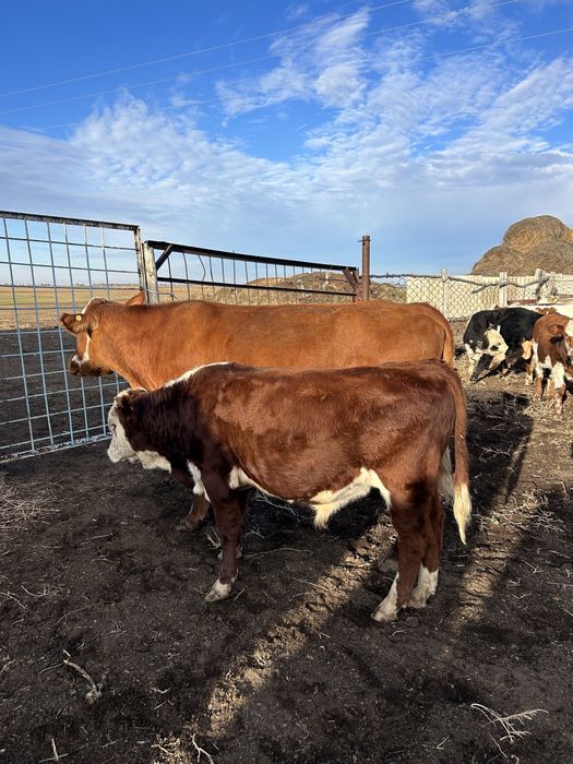 Отборные бычки 2025 г.