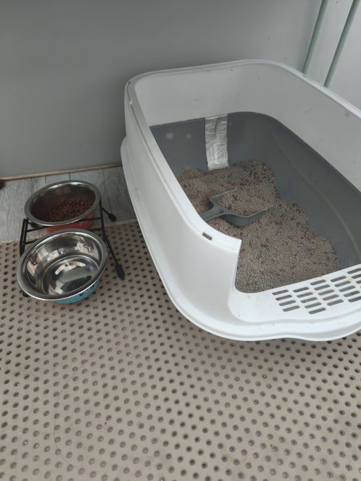 Отдадим кота в добрые руки
