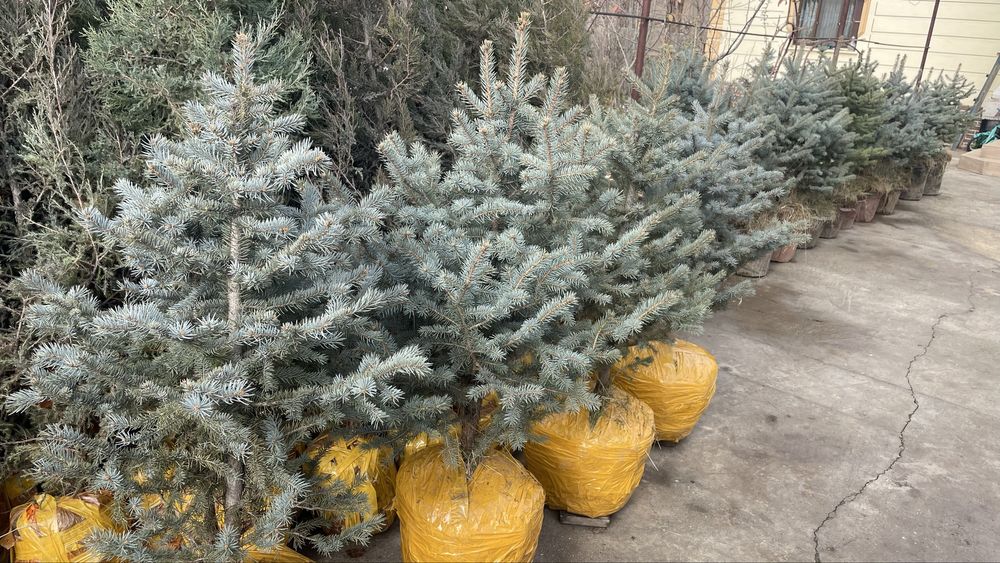 Голубая ель Елка