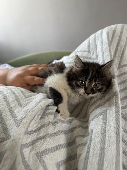 Котенок девочка, 2 месяца