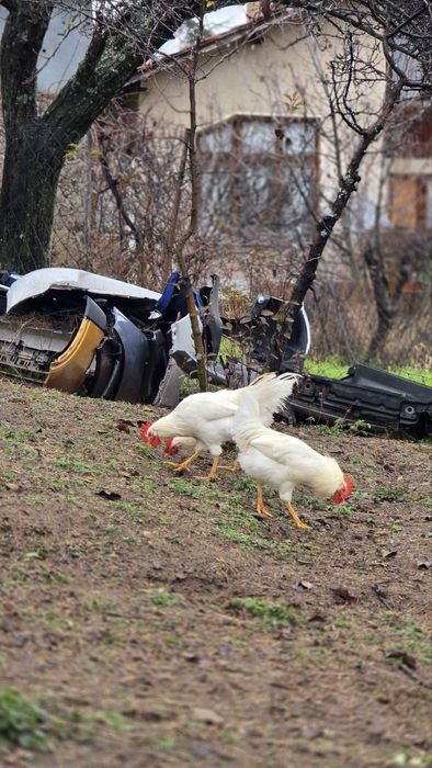 Петли различни породи.