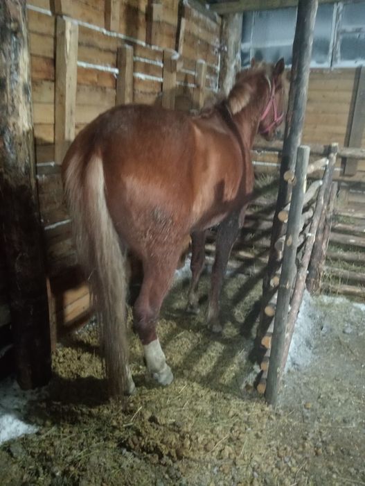 Құнан сатылады!!!