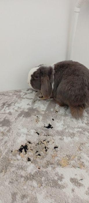 Декоративный кролик