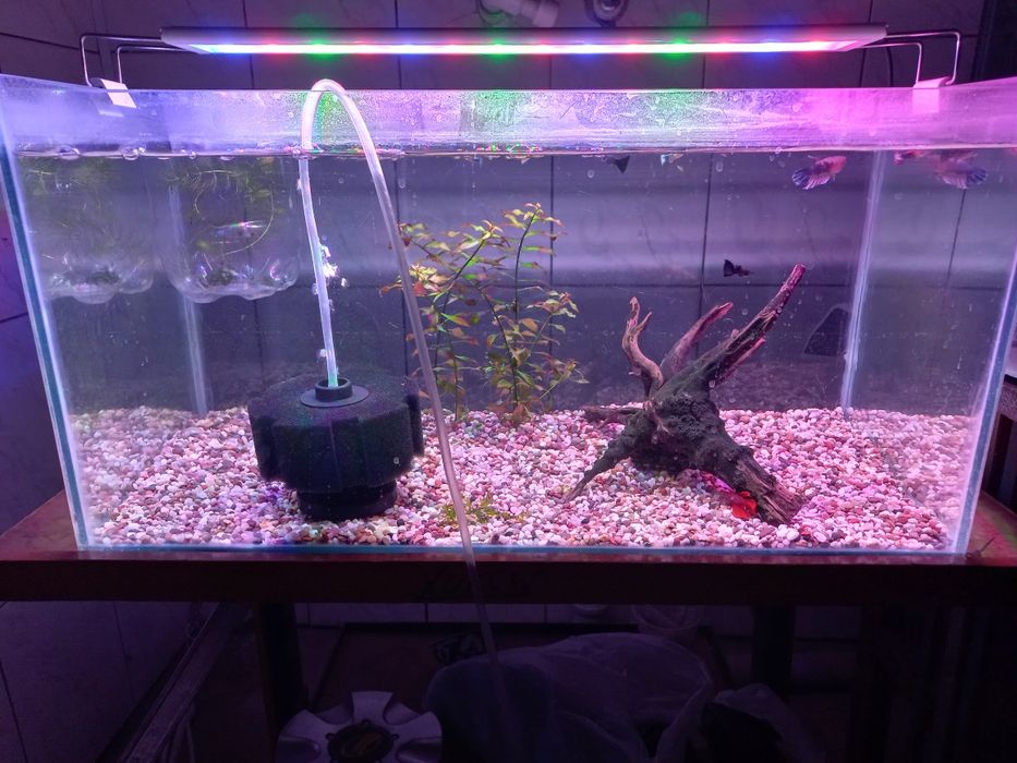 Аквариум хамда растения хизмати