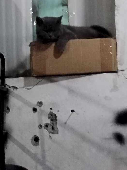 Baris Mushuk Sotiladi