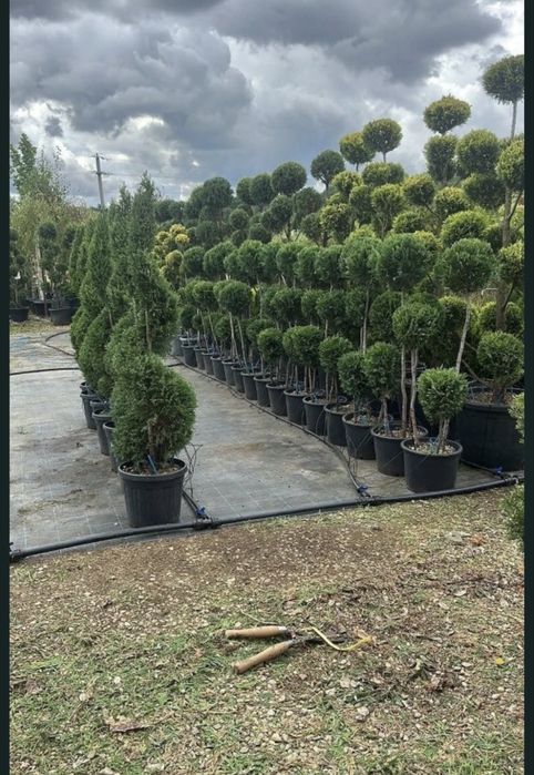 Vand plante ornamentale , maslini maturi de o înalta calitate