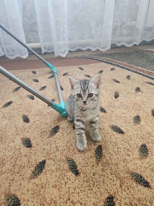 Британские котята