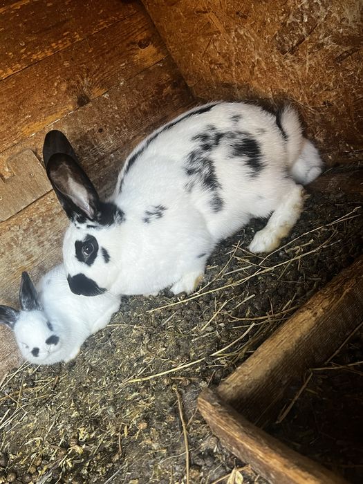 Vand iepuri rasa fluture german