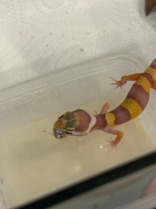 малыши эублефара собственного разведения