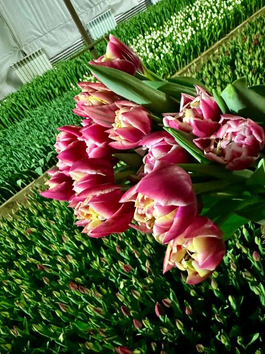 Тюльпаны на 8 марта по 400 тг