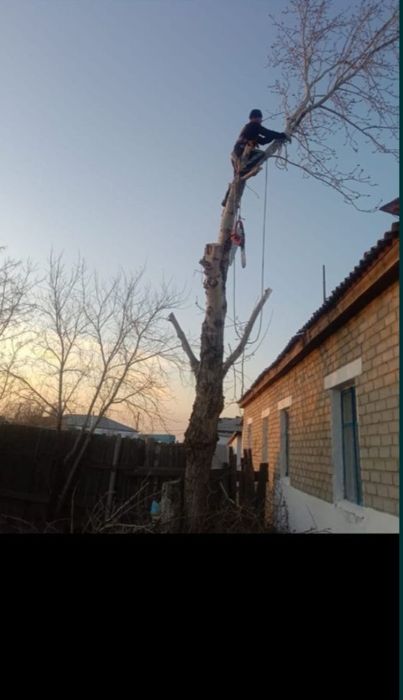 Спиливание деревьев! Обрезка! 
Вывоз,уборка и т.д. Есть автовышка, газ