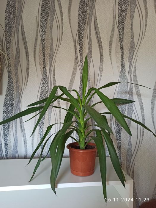 Продам Юкку, Аглаонему, Замиокулькас, Колеус