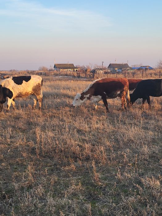 Продам скот коров Крс