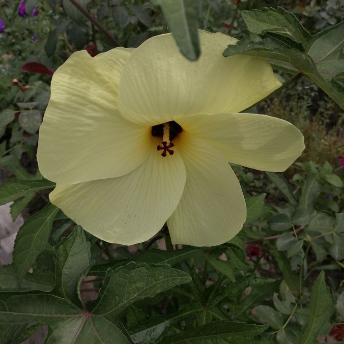 Продам садовые цветы