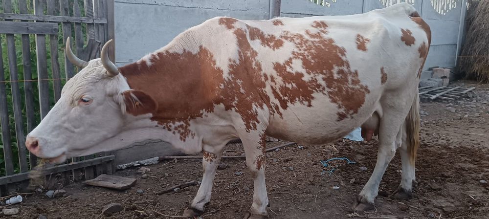 Vând vacă gestantă