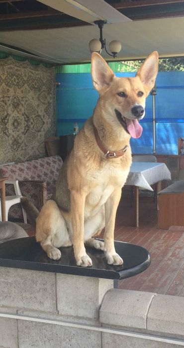 Отдам щенков 8 месяцев