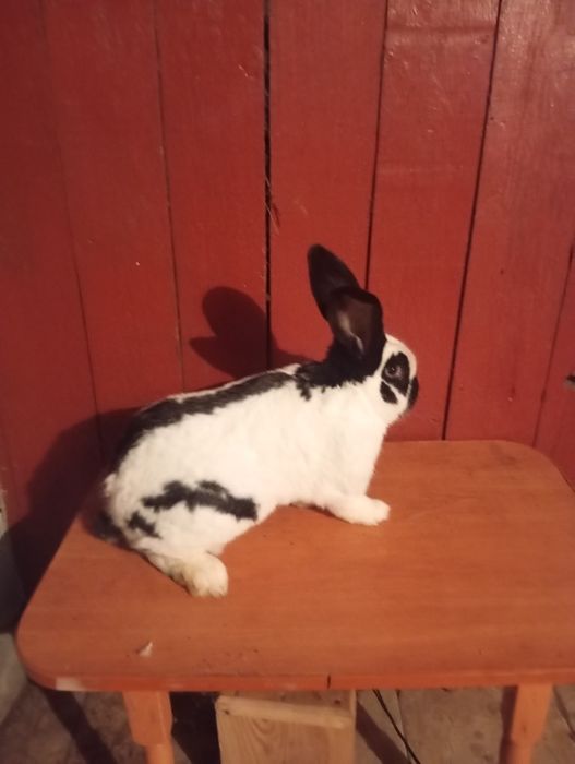 De vânzare mascul fluture german