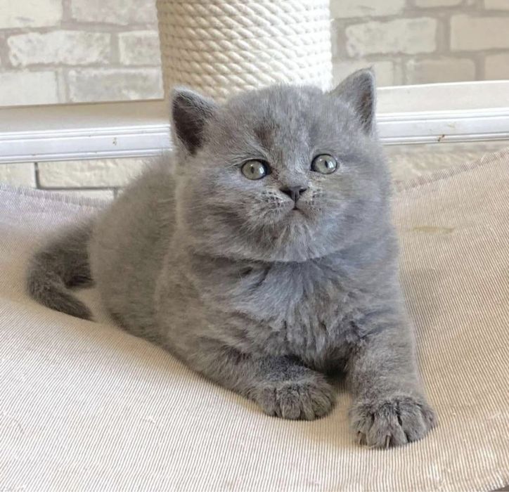British shorthair fetiță