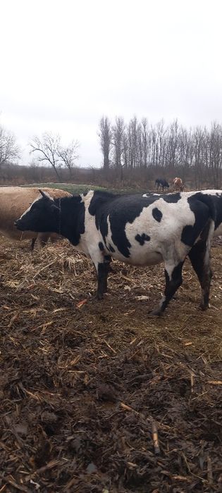 vacuta la a 3 fatare, si juncane gestante seriozitate maxima exclus s