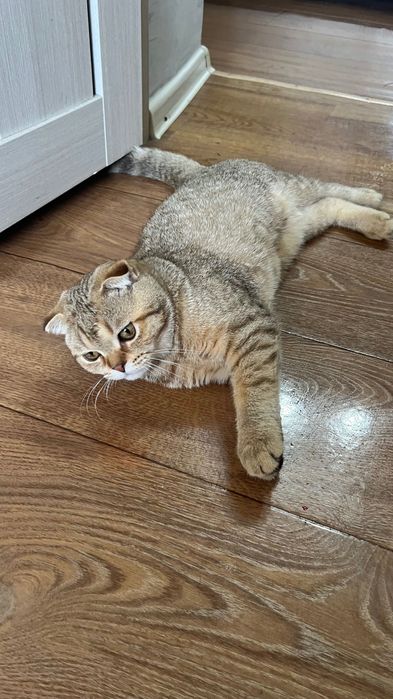 Котенок шотландский вислоухий
