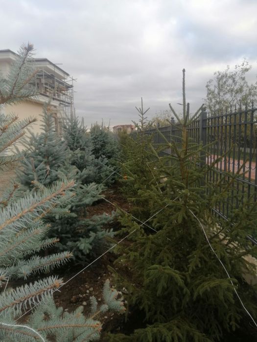 Саженцы все выди