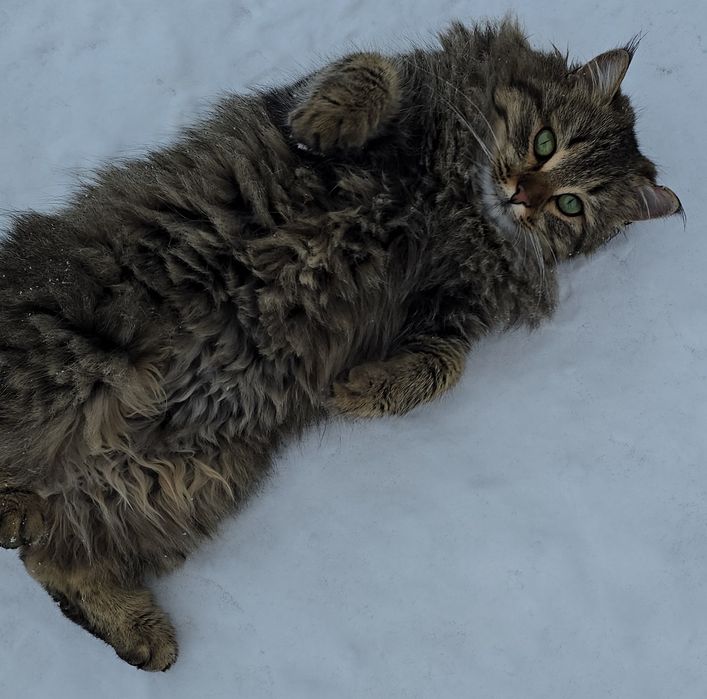 Пристройство кошечки