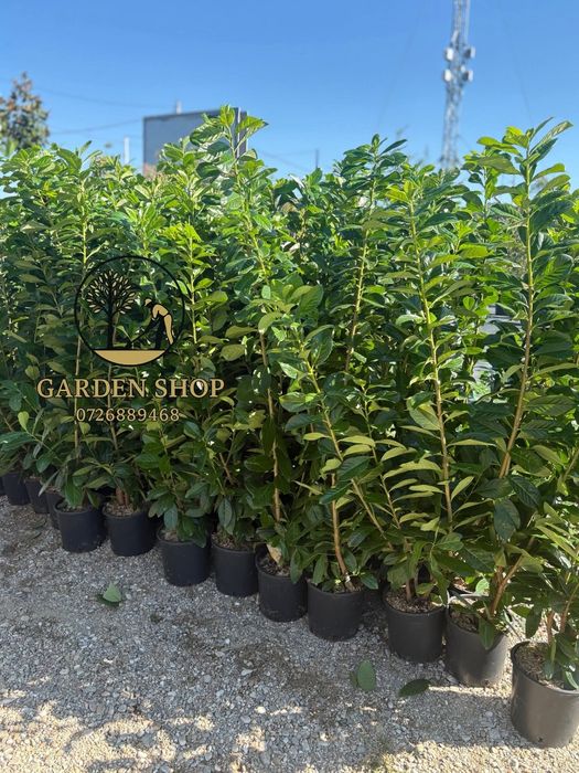 Vând plante ornamentale la preț mic