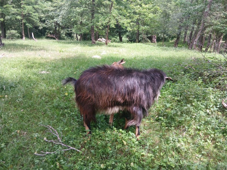 Vănd țap  iezi capre comuna Pui Hunedoara