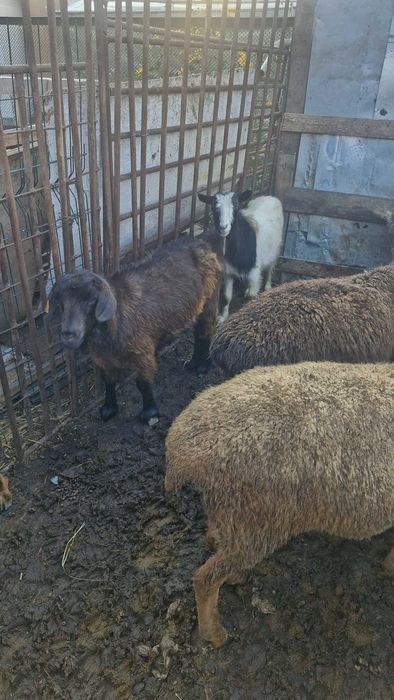 Продам ешкі , козы 5 голов