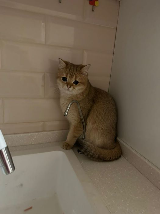 Малыши бриташки золотые