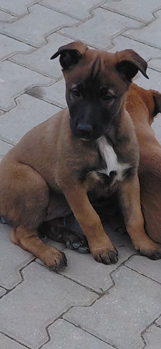 Белгийска овчарка