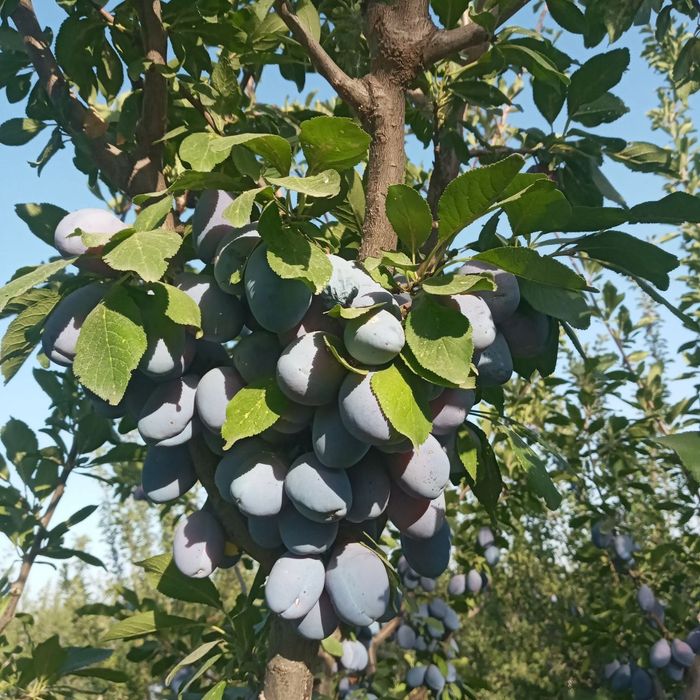 ОЛХУРИ короли блек сплендир испалиниски чорни слив ва бошка сортлари