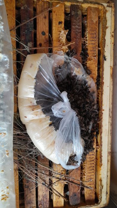 Пчёлы, пчелопакеты