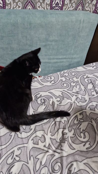 Отдам котенка даром