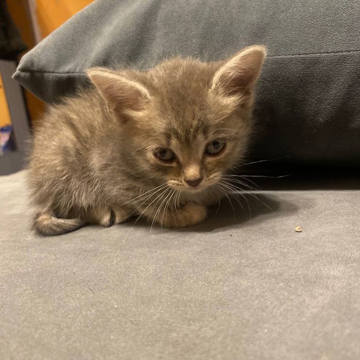 Котенок в хорошие руки
