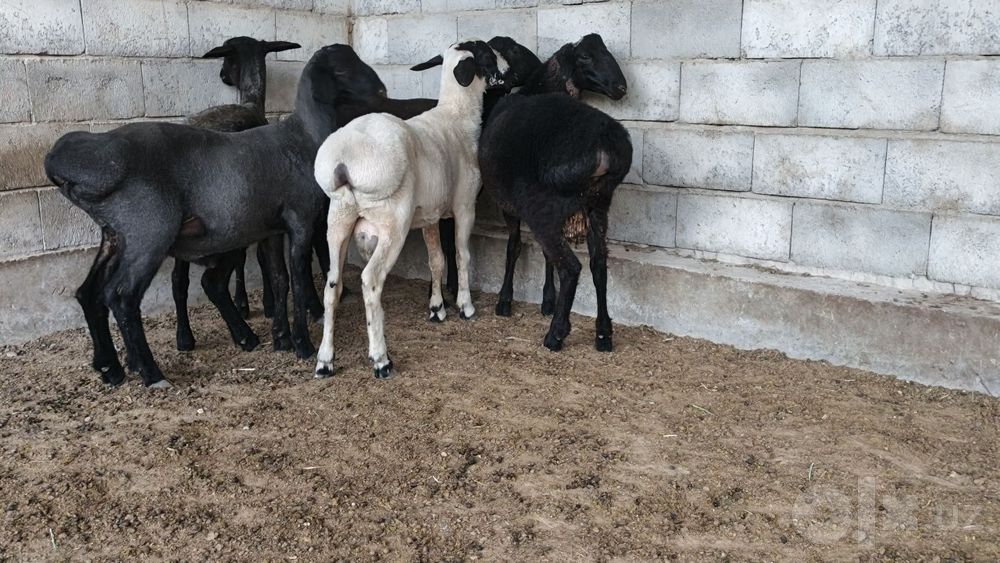 Tug'adigan qo'y sotiladi yaxshi narxlarda