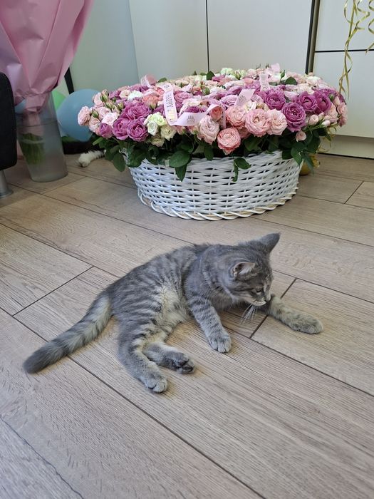 Котенок мальчик привитый
