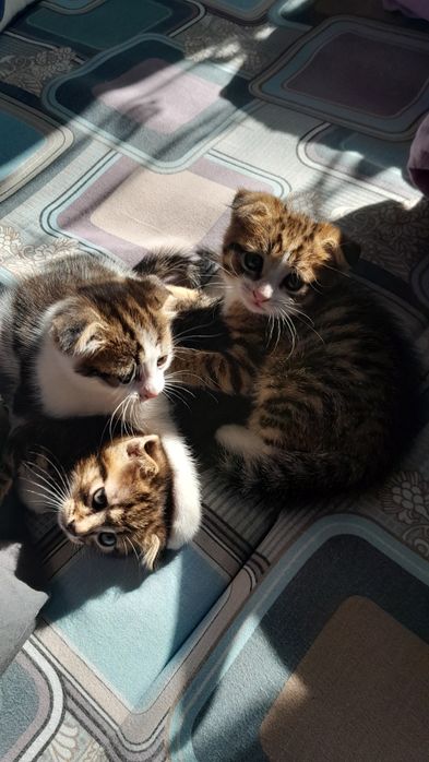 Продам котят шотландских вислоухих