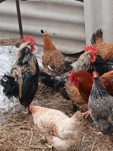 Продам молодых петухов