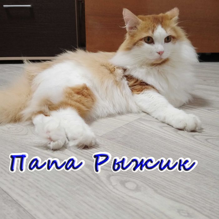 Отдам котенка - солнечный мальчик