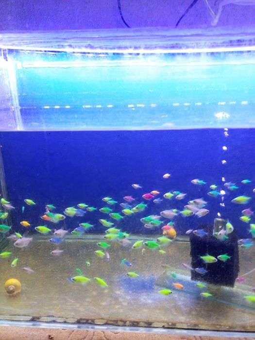 Аквариумга баликлар сотилади.