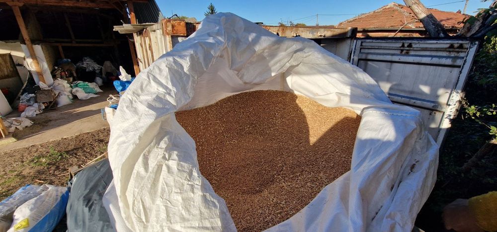 Пшеница реколта 2025 година