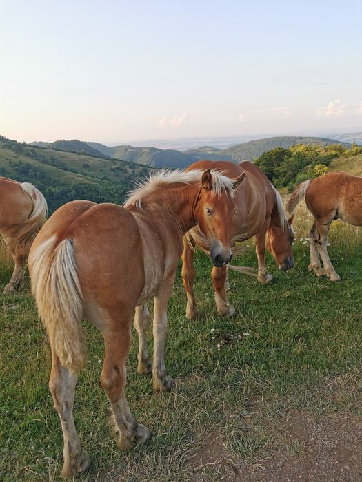 Vând iapa de 7 ani cu manza