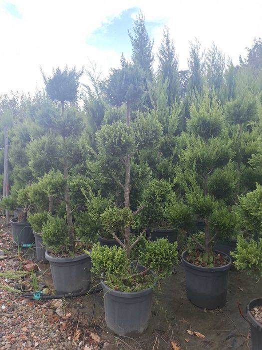 Plante ornamentale tuia ,leylandii,laur ,photinia copac,trandafiri copac,pon pon