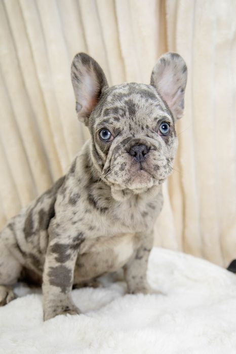 bulldog francez lilac merle